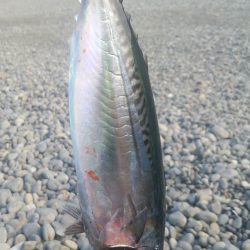 ソーダガツオゲット